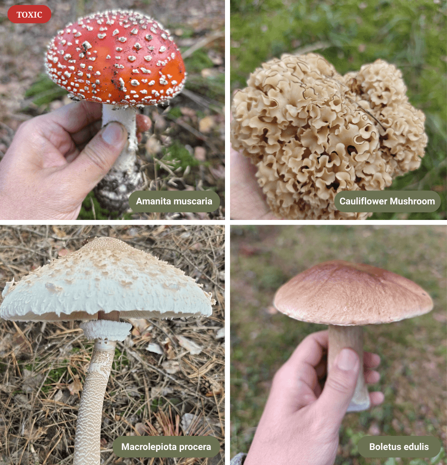 Mushroom Identifier screenshot 5
